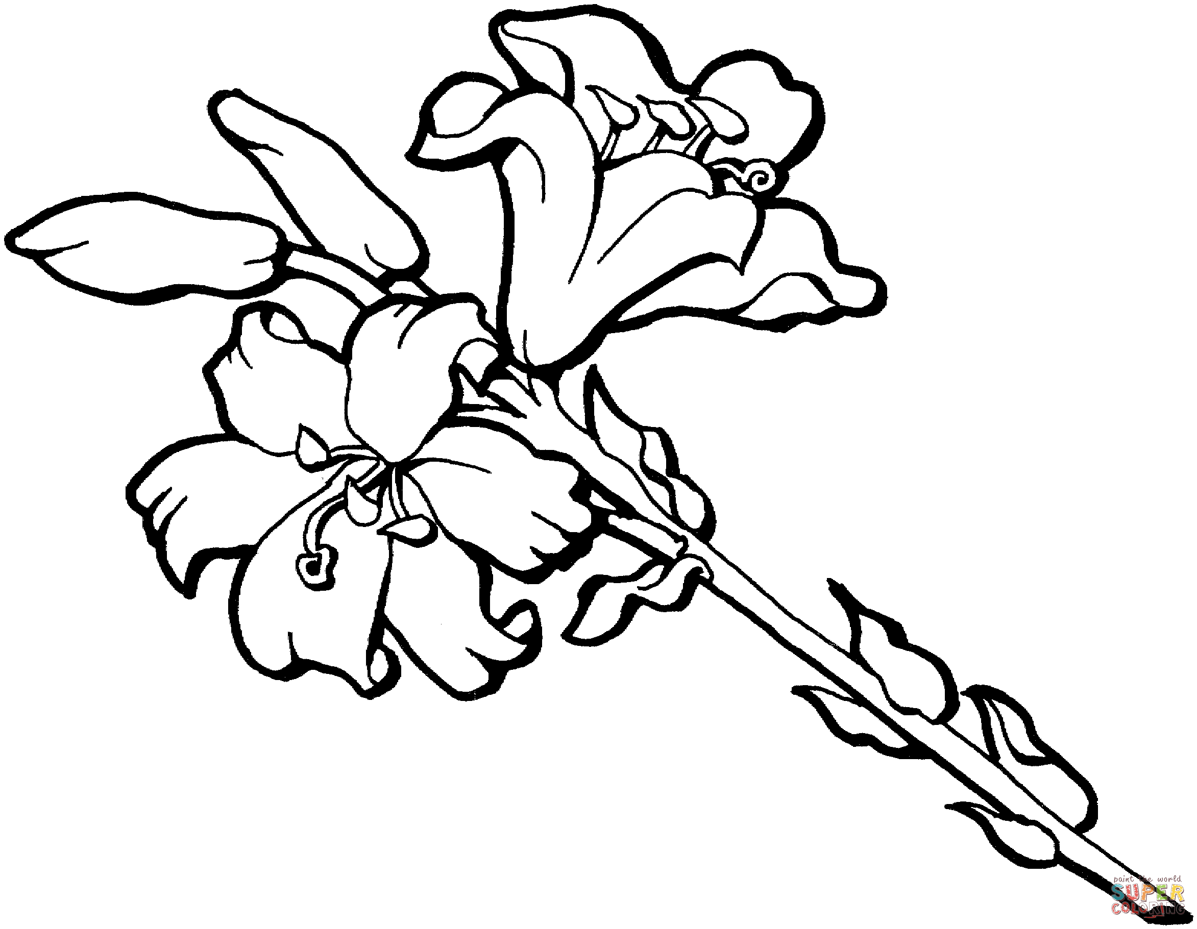 Camellia Blossom coloring page | Free Printable Coloring Pages
