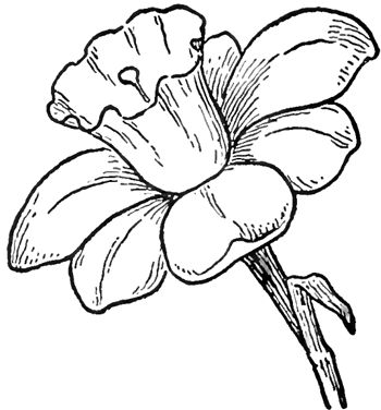 Daffodil Drawing Outline Steps - ClipArt Best
