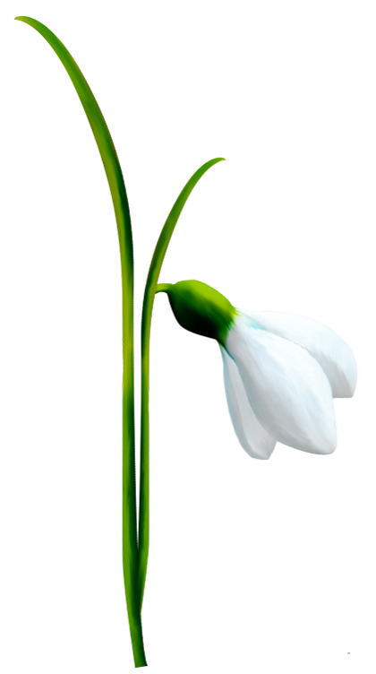 Snowdrop PNG Clipart