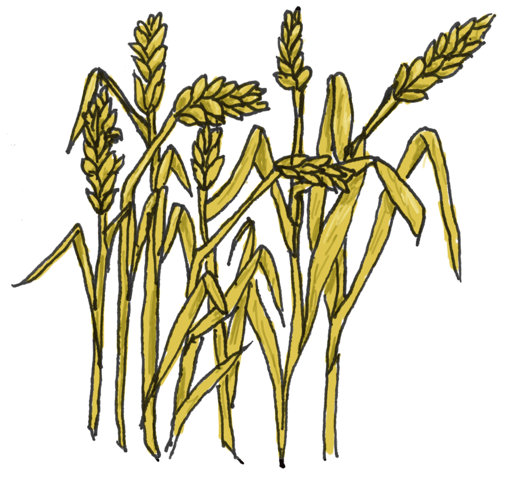 Wheat Clip Art - Tumundografico