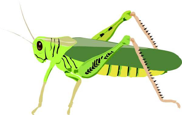Grasshopper Locust clip art - vector clip art online, royalty free ...