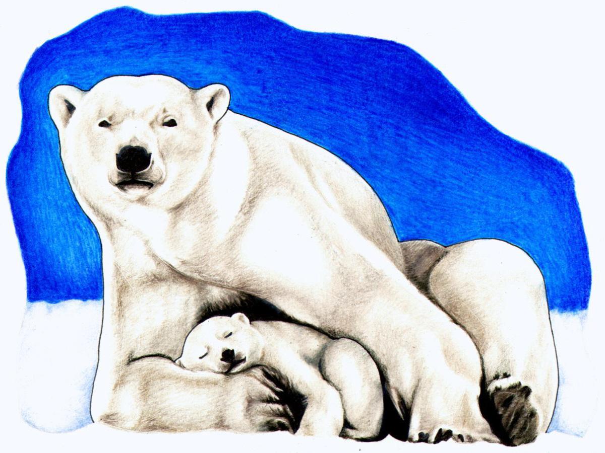 Baby Polar Bear Cartoon