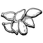 Pumpkin seeds clipart black and white