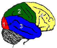 4 Lobes Of The Brain Worksheet - Intrepidpath