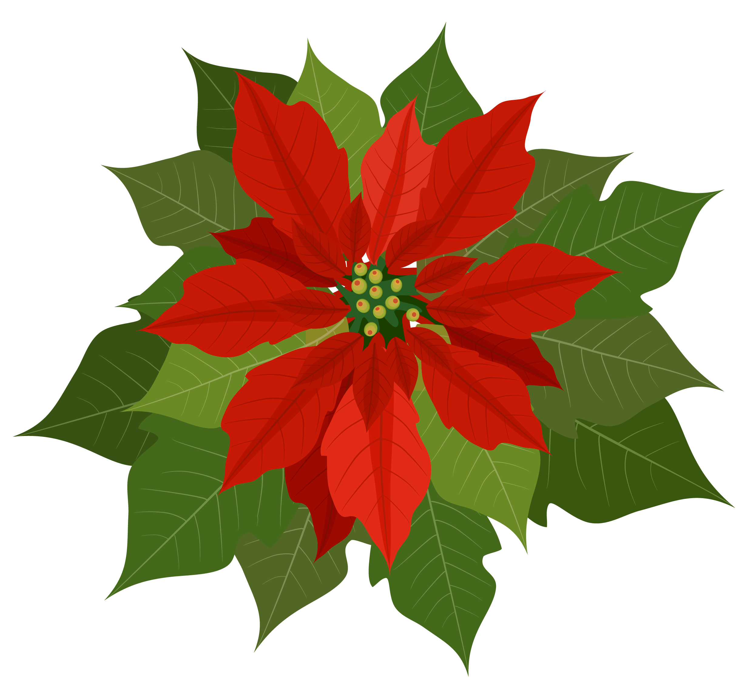 Free clipart of christmas poinsettia - ClipartFox