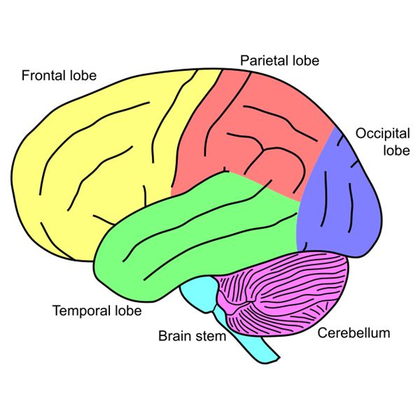 Unlabeled Brain Diagram | Free Download Clip Art | Free Clip Art ...
