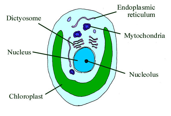 Biology4IB - 2.3 Eukaryotic Cells