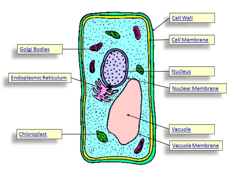 Simple Animal Cell And Plant Cell - ClipArt Best