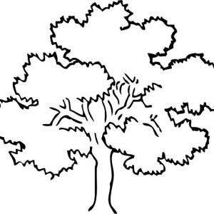 Acorn Tree Coloring Page. tree colouring pages. acorn coloring ...