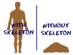 Functions Of The Skeleton - ClipArt Best