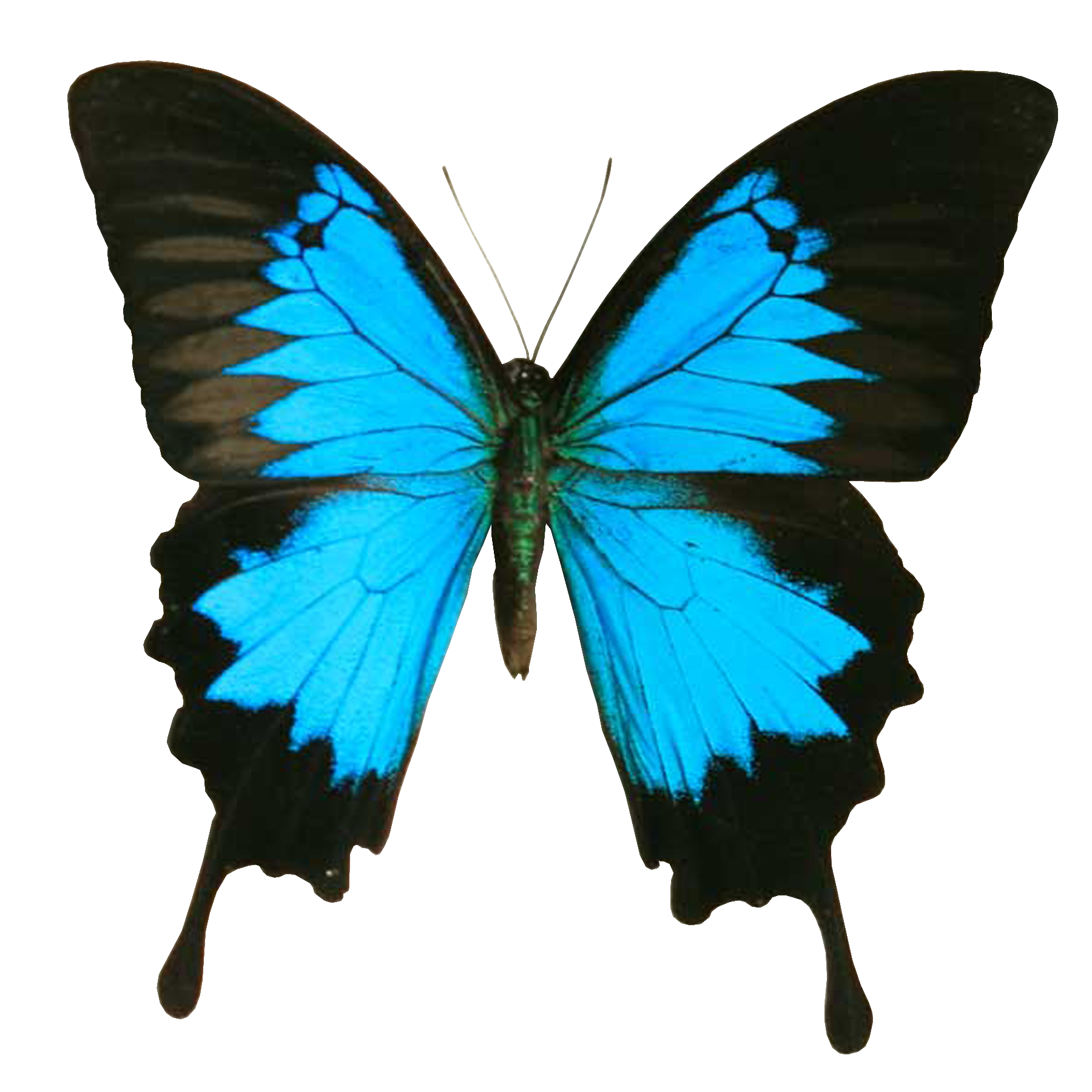Blue and Black Butterfly - Download - 4shared - Bet