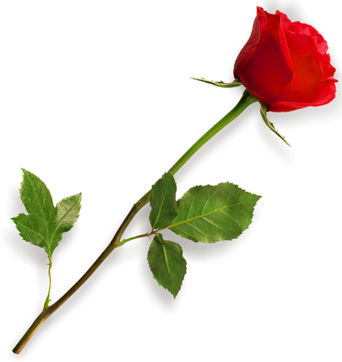 clipart rose red flower - photo #50
