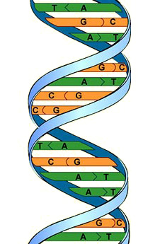 BBC - GCSE Bitesize: Structure of DNA