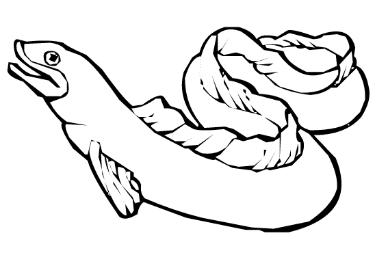 Eel coloring page - Animals Town - animals color sheet - Eel free ...
