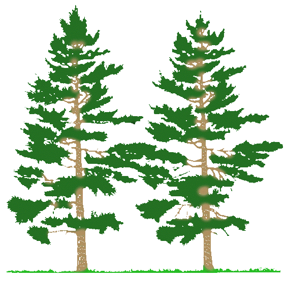 cliparts of trees - photo #42