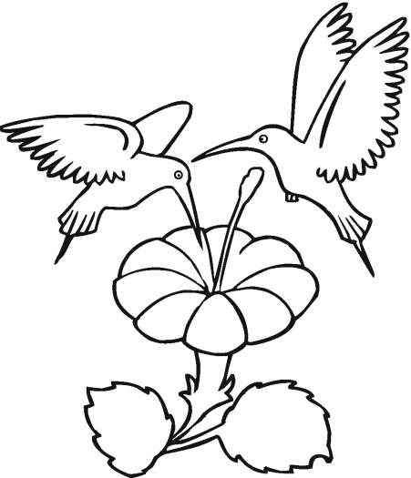 Hummingbirds coloring pages | Super Coloring