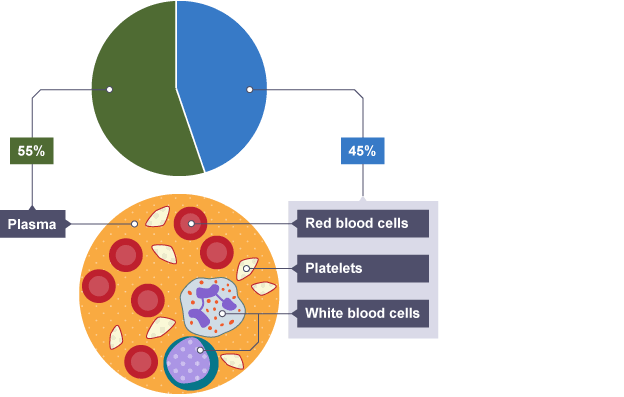 542 views BBC Bitesize - GCSE Biology - Blood - Revision 1