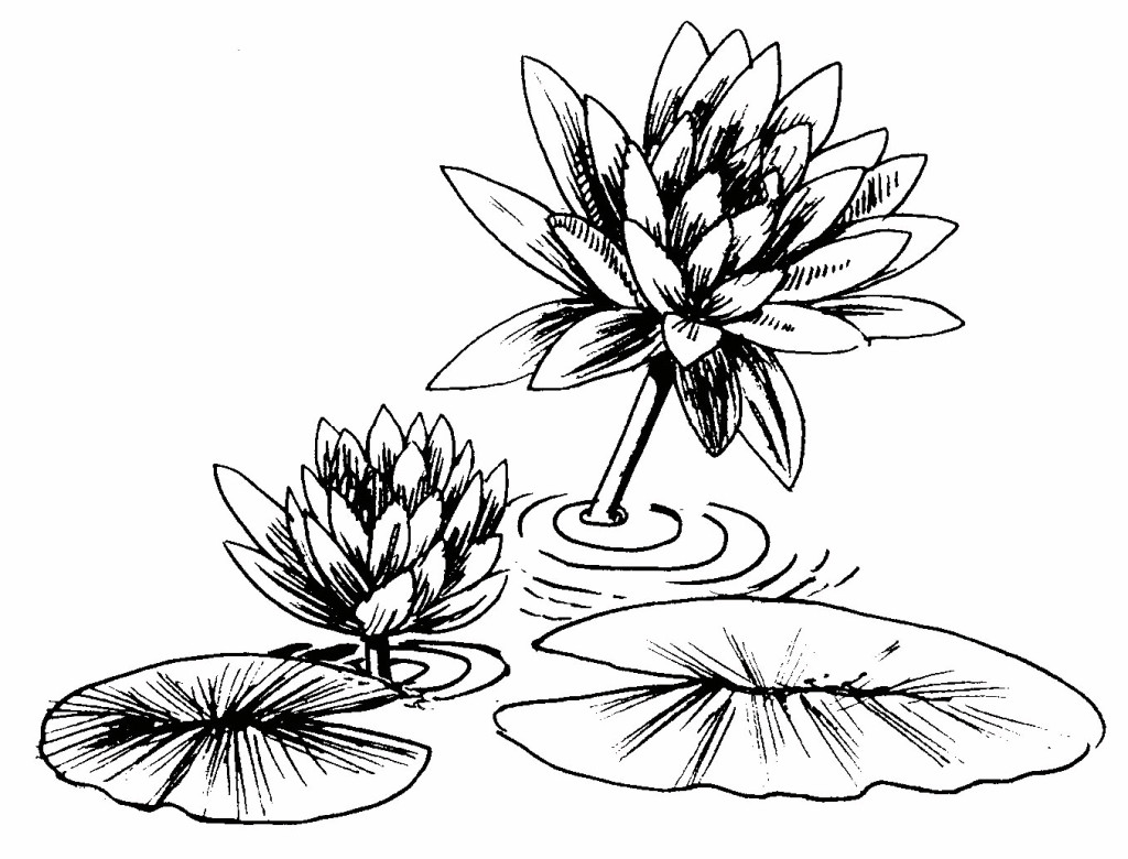 Printable Lily Pad Coloring Pages | Coloring Me