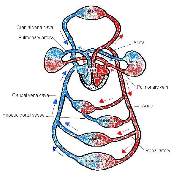 Category: Circulatory Archives - Humananatomydb.com