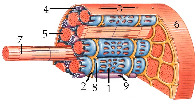 Lab 17: Skeletal Muscle Structure