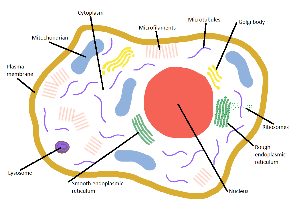 Human Anatomy Charts - Page 313 of 351 - Inner Body Anatomy ...