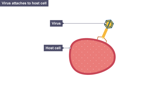 608 views BBC Bitesize - National 5 Biology - Genetic engineering - Revision 1