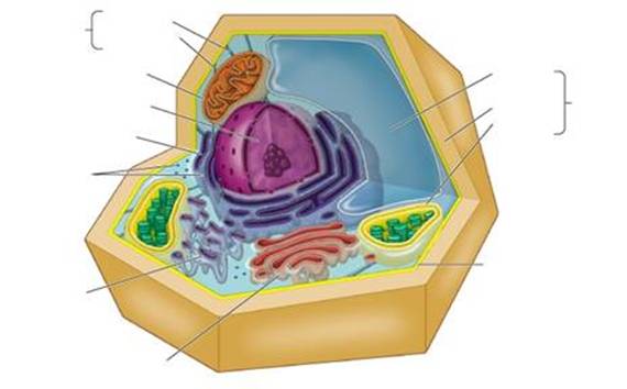 Animal Cell Unlabeled | Free Download Clip Art | Free Clip Art ...