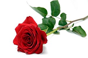 Single Red Rose for Valentines Day: Amazon.co.uk: Garden & Outdoors