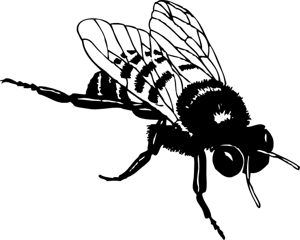 Bumble Bee clip art Free Vector
