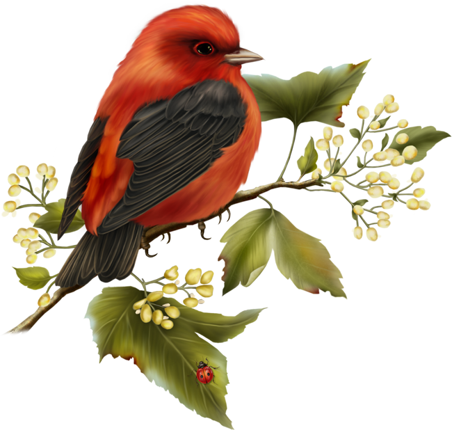 Red and Black Bird Free Clipart