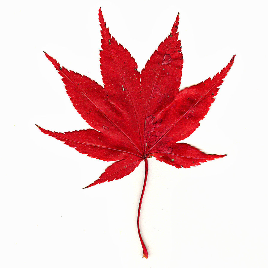 Maple Leaves Wallpaperdesktop Background In 1366x768 Hd on ...