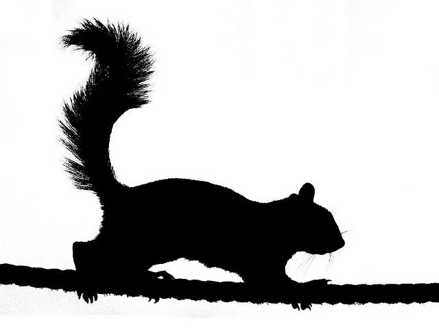 Running Squirrel Silhouette - Free Clipart Images