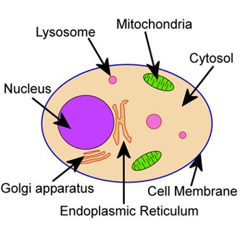 Animal Cell Not Labeled - ClipArt Best