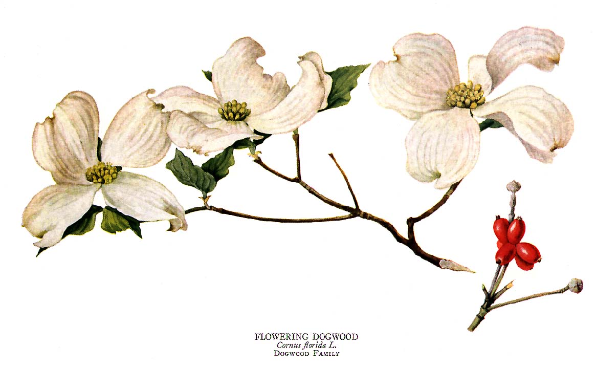 clip art dogwood tree - photo #15