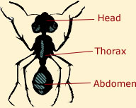 Ant Anatomy | Illustrations and Diagrams of an Ants Anatomy
