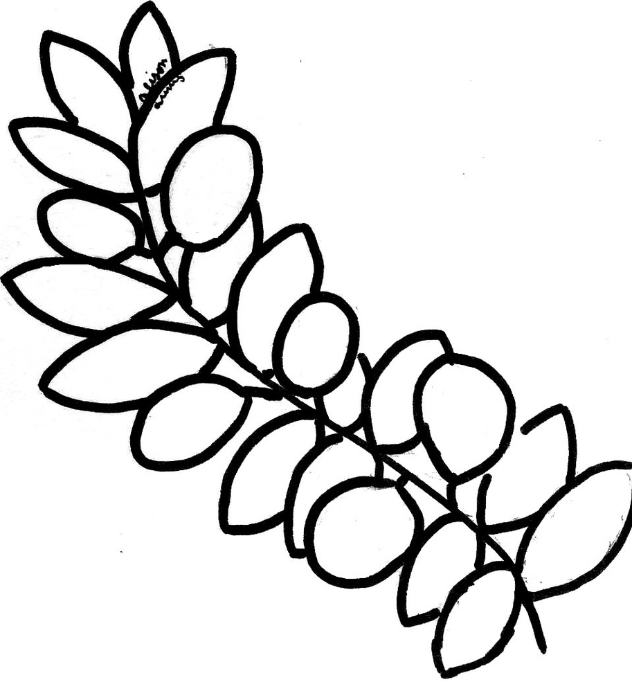Olive Tree Branch Drawing Clipart - Free to use Clip Art Resource
