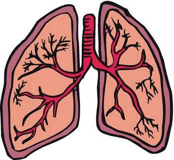 Lung Pictures For Kids - ClipArt Best
