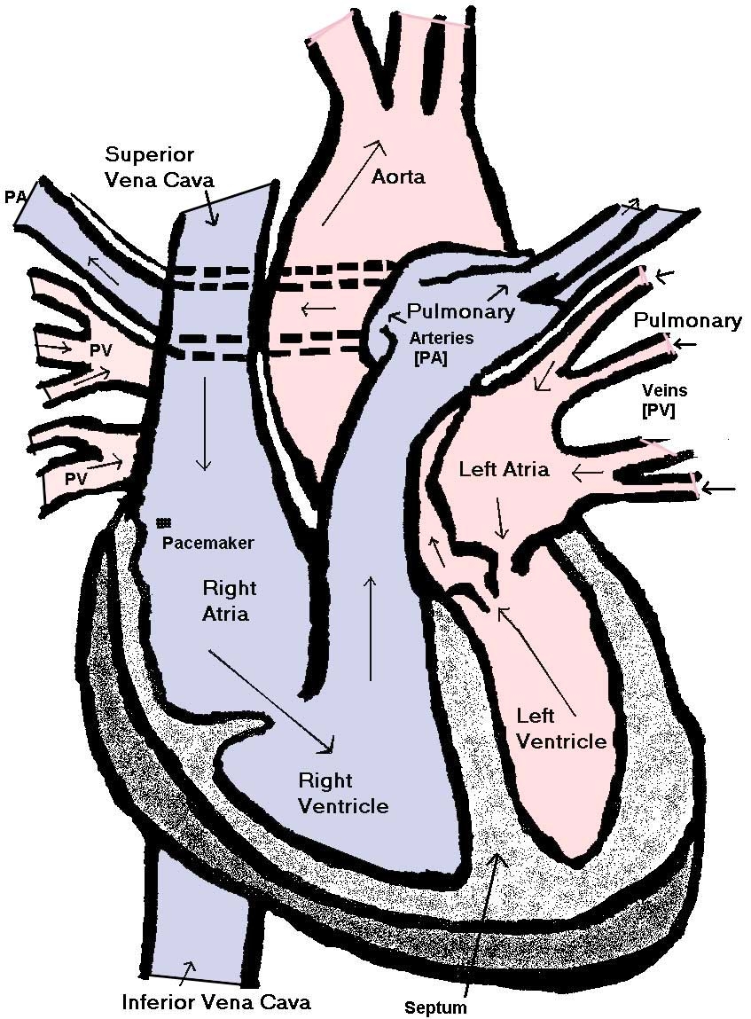 Heart Diagram Clipart