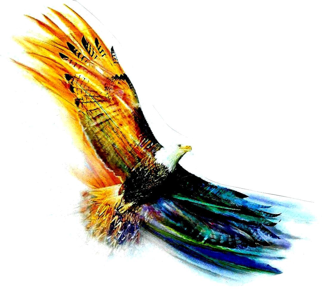 Picture Of Eagle Soaring - ClipArt Best
