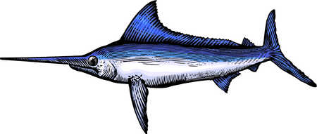 Stock Illustration - A drawing of a marlin