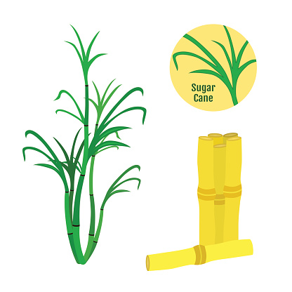 Sugar Cane Clip Art, Vector Images & Illustrations