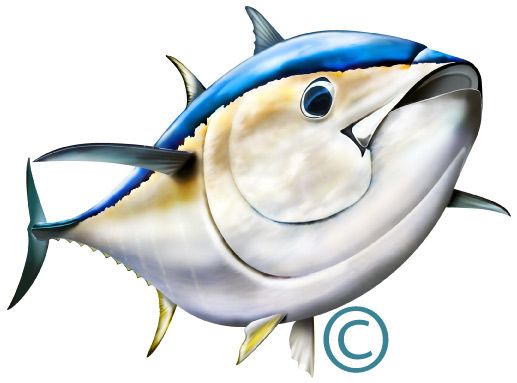 clipart tuna fish - photo #43