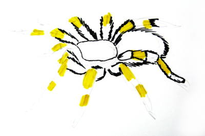 How to draw a Tarantula