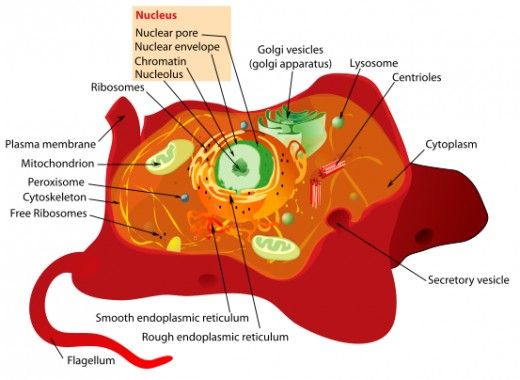 505 views Typical Plant Cell | Plant Cell ...