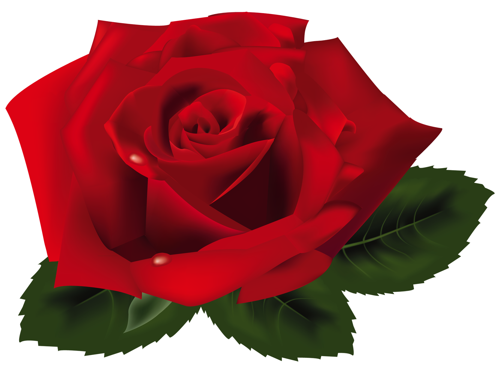 clipart de rose - photo #15