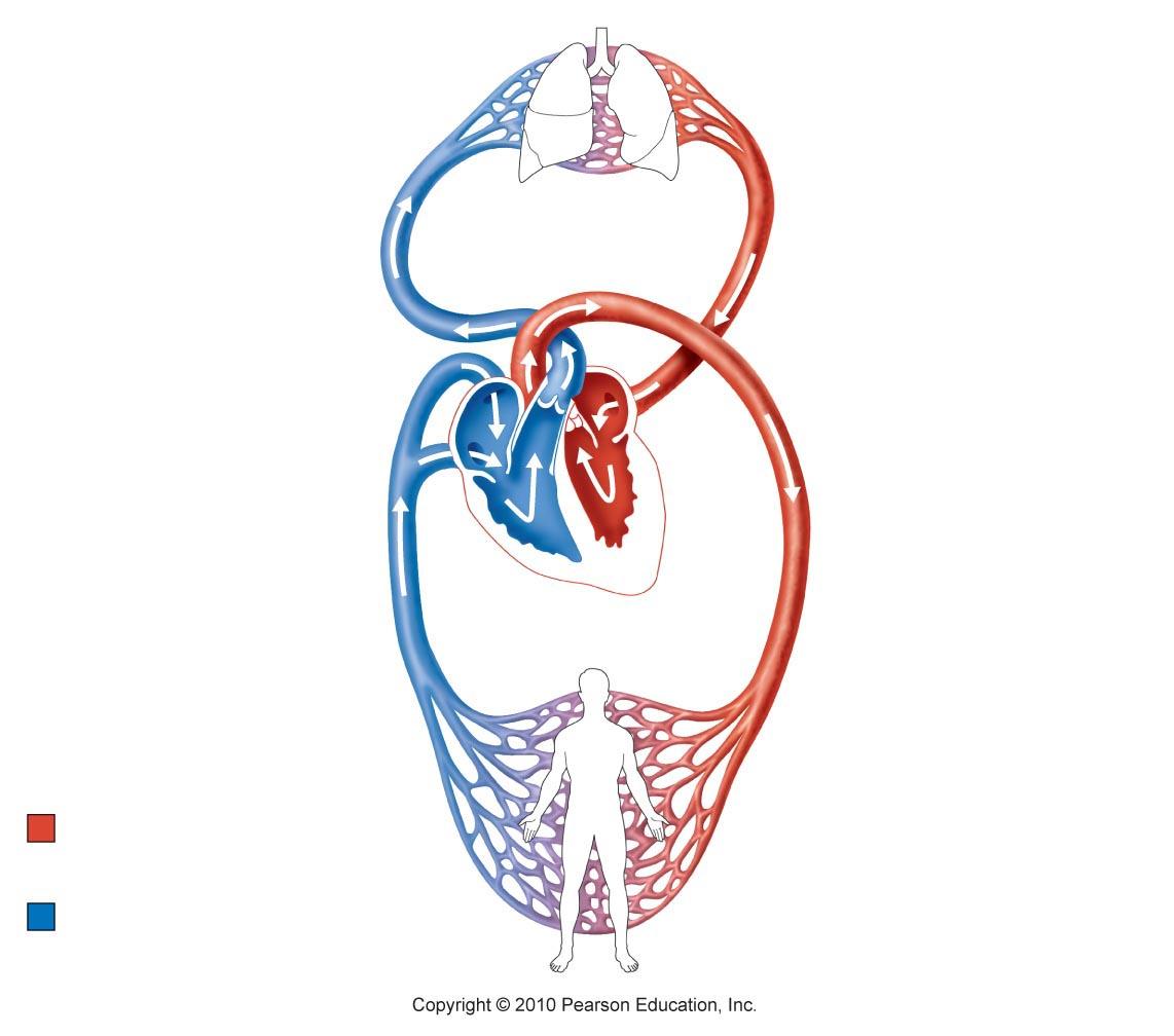 Circulatory System Unlabeled Diagram & Human Anatomy And Physiology Ii