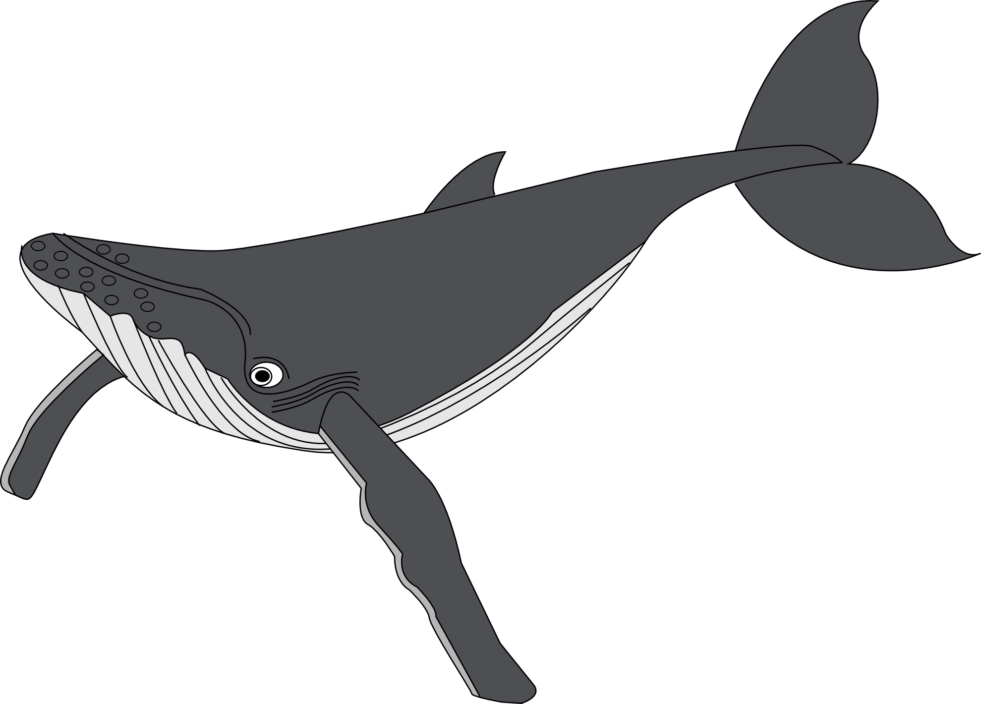 Images For > Humpback Whale Png