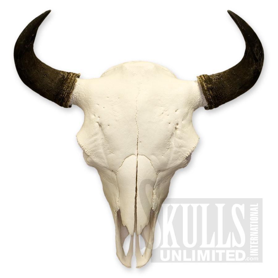 clip art cow skull - photo #35