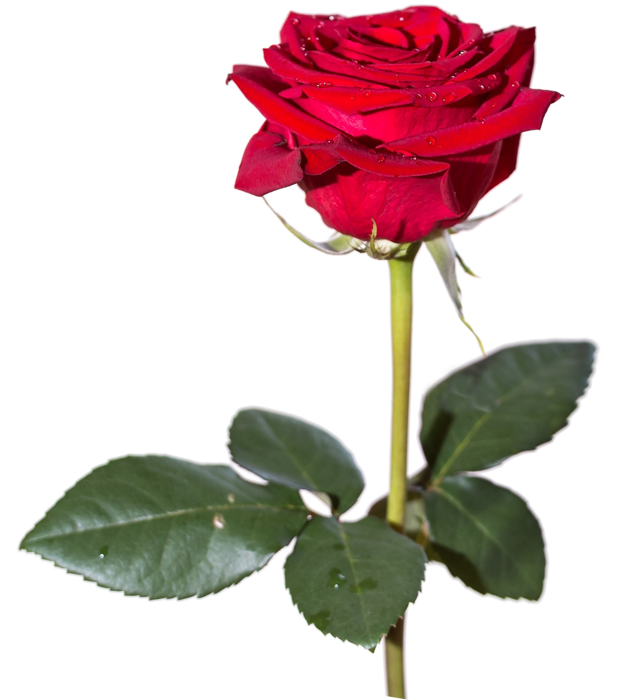 Red Rose PNG HD | PNG Mart