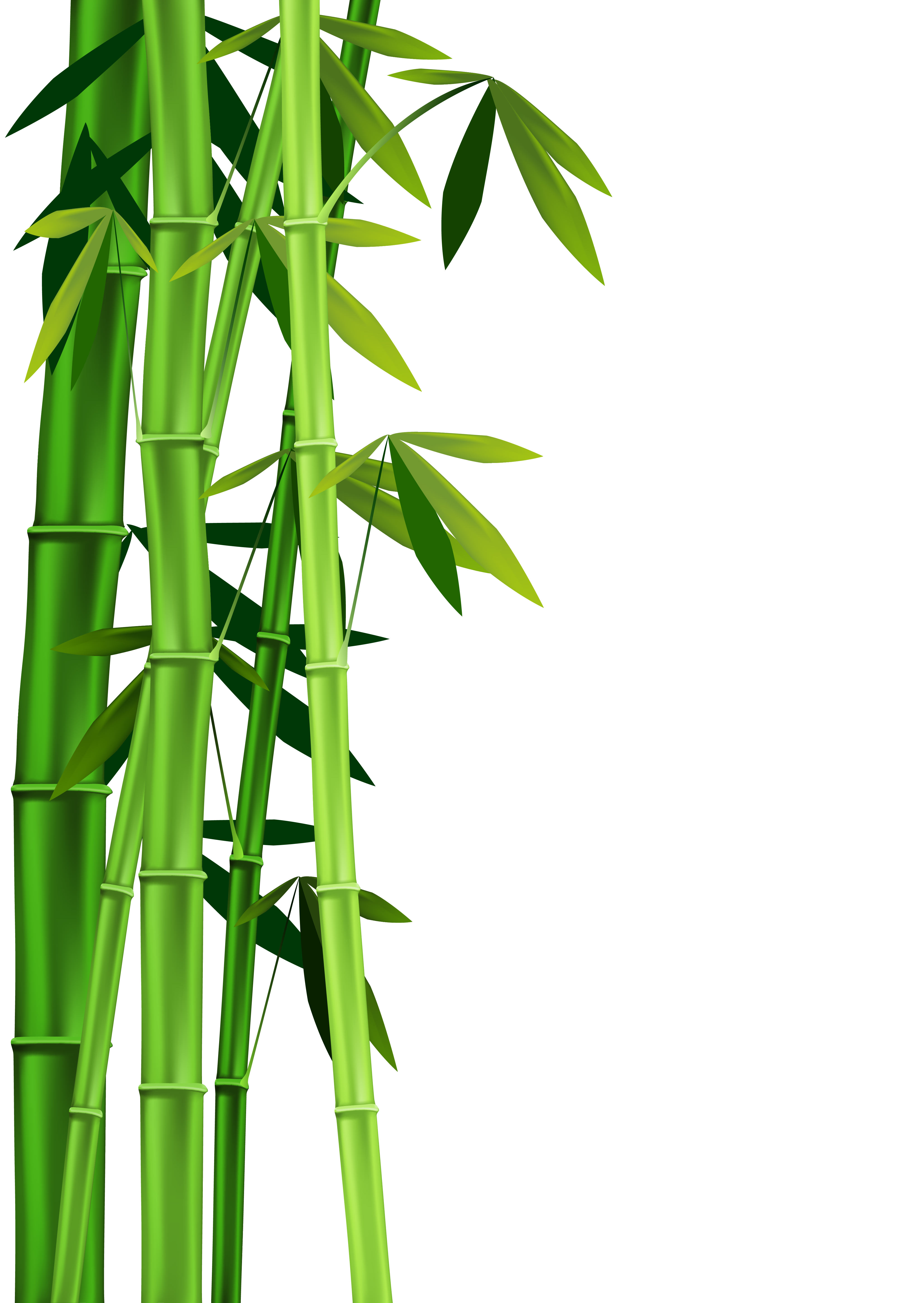 Bamboo Clipart - Tumundografico